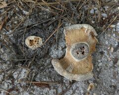 Russula brevipes