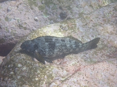 Aplodactylus lophodon