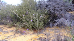 Dampiera oligophylla