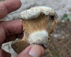 Russula brevipes