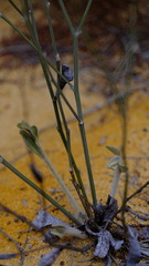 Dampiera oligophylla