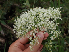 Sium latifolium