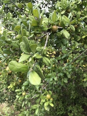 Diospyros texana
