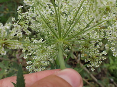 Sium latifolium
