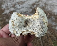 Russula brevipes