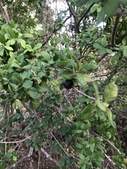 Diospyros texana