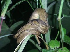 Pareas carinatus