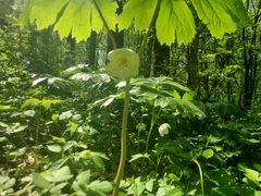 Podophyllum peltatum