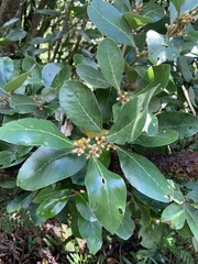 Laurus azorica