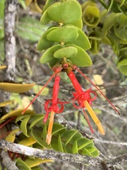 Tristerix corymbosus