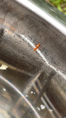Formicinae
