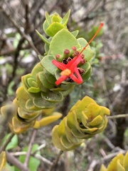 Tristerix corymbosus
