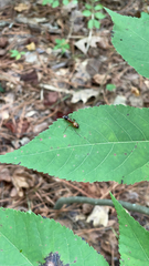 Camponotus americanus