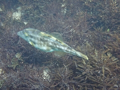 Meuschenia trachylepis