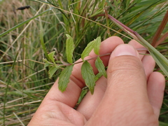 Valeriana officinalis
