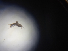 Thysanoptera