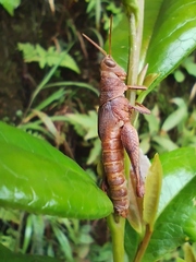 Xenocatantops humilis