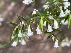 Styphelia setigera