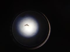 Thysanoptera
