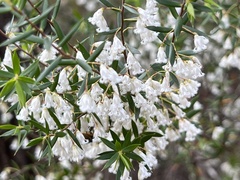 Styphelia setigera