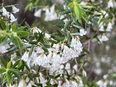 Styphelia setigera