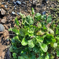 Barbarea vulgaris