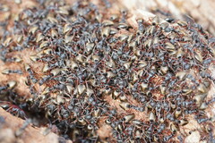 Dolichoderus doriae