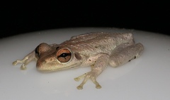 Osteopilus septentrionalis