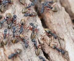 Dolichoderus doriae