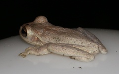 Osteopilus septentrionalis