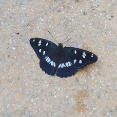 Limenitis reducta