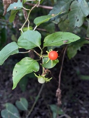 Lycianthes lenta