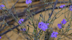 Dampiera oligophylla