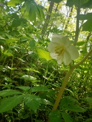 Podophyllum peltatum
