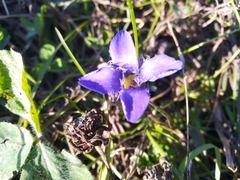 Gentianopsis ciliata