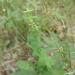 Cruciata glabra