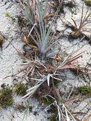 Andropogon capillipes