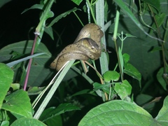 Pareas carinatus