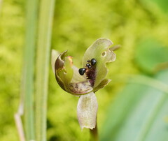 Chiloglottis × pescottiana