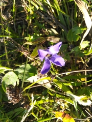 Gentianopsis ciliata