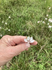 Oenothera demareei
