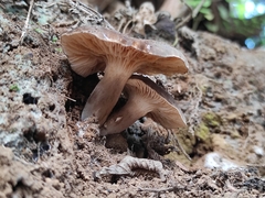 Cantharocybe