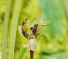 Chiloglottis × pescottiana