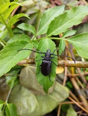 Priotyrannus mordax