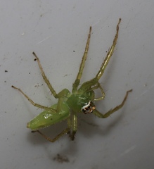 Lyssomanes viridis