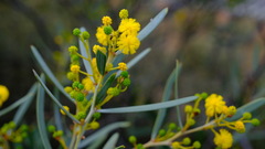Acacia blakelyi