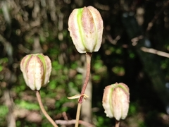 Lilium