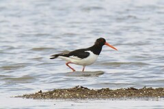 Haematopus ostralegus