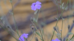 Dampiera oligophylla