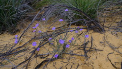 Dampiera oligophylla